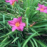 Daylily